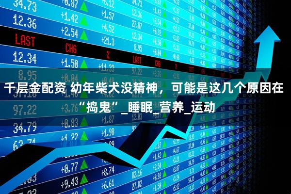 千层金配资 幼年柴犬没精神，可能是这几个原因在 “捣鬼”_睡眠_营养_运动